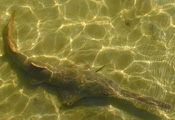smalltooth sawfish