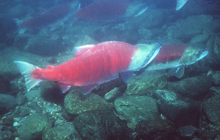 Sockeye salmon underwater photo