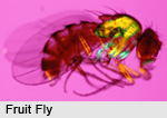 Fruit Fly