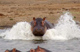 A charging hippo