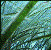 Photo of eelgrass