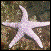 Photo of sea star