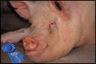 Close-up on the face of a prize-winning pig, with its blue ribbon laying beside it