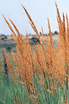 Grasses Home Page