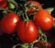 Red Tomatoes on Vine
