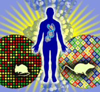 Recent developments in genome sciences have led to the development of DNA microarray technology, a tool of unprecedented power for the study of gene sequence, structure, and expression.  Using microarrays, the expression of thousands of genes can be monitored simultaneously in two biological samples of interest, and the expression patterns compared.