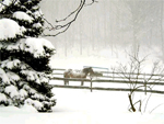 horse in winter