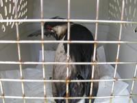 USFWS/USDA wildlife photo - Oiled wading bird