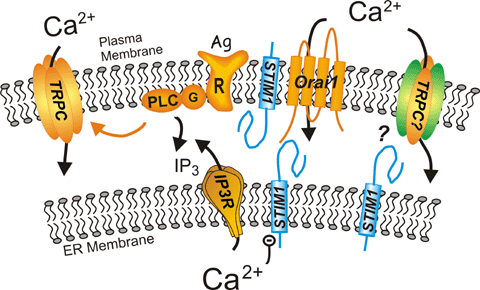 Agonist (Ag) activation of a plasma membrane receptor (R) results in formation of IP3, which activates the IP3 receptor (IP3R) causing discharge of stored Ca2+ from a subcompartment of the endoplasmic reticulum. Within this subcompartment, Ca2+ binds reversibly to an EF hand motif in Stim1; depletion of Ca2+ results in Ca2+ dissociation from Stim1, which causes Stim1 to redistribute within the endoplasmic reticulum to areas near Orai channels that reside in the plasma membrane. Stim1 then activates Ca2+-selective Orai channels; the mechanism by which this activation is accomplished is unknown at present. Stim1 is also present in the plasma membrane, although its function there is unclear. TRPC channels can also be activated by phospholipase C (PLC) -dependent mechanisms. There is evidence that in some instances, perhaps when combined with other subunits, they can function as store-operated channels, perhaps also involving Stim1 as an activator.