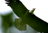 Bald Eagle in Flight