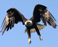 Bald eagle in flight.