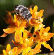 bee on a flower