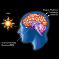 Circadian rhythms respond to light and darkness in an organism’s environment.