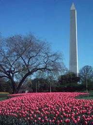 The Wasington Monument.