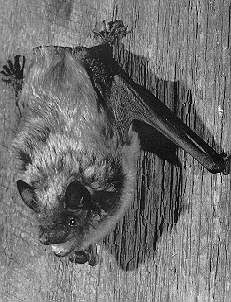 photo of Big Brown Bat