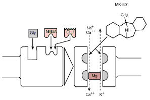 The NMDA receptor complex. Activation (i.e., excitation) occurs when either glutamate (Glu) or N-methyl-d-aspartate (NMDA) and glycine (Gly) bind to the receptor molecule