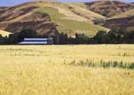 california pasture  (NRCS photo)