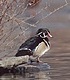 Wood duck