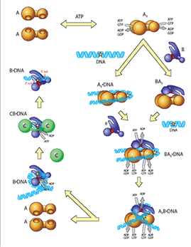 A diagram of the nucleotide excision repair pathway.