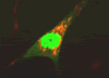 hTERT is targeted to both the nucleus and the mitochondria. A human cell stained with mitotracker (red) and co-localized with hTERT-green fluorescene protein fusion (green). The orange/yellow shows co-localization of hTERT in mitochondria, and the nucleus stains green due to nuclear targeting of hTERT.