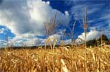 corn in Illinois