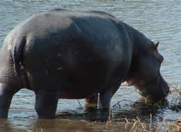 A hippo