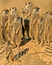 Meerkats