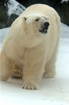 A polar bear