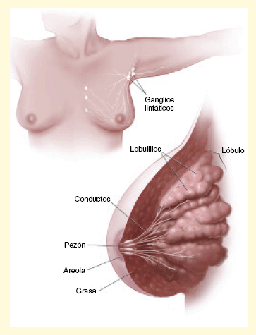 Diagrama del seno (Image of breast)