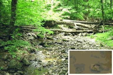 Image of stream in good condition; inset, poor condition.