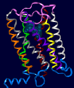δ- and µ-opioid receptors