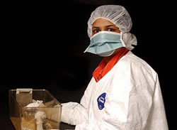 Woman in Tyvek suit handling mice in sterile laboratory.