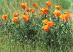 California poppy is a native plant in California. This plant provides color and beauty as well as wildlife habitat