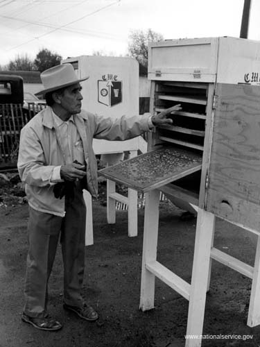 In November 1978, VISTA member Jose Martinez, 65, coordinated the building of the solar greenhouse, which was attached to the office of Colorado Migrant Council in Alamosa. The council sponsored the greenhouse, as well as the solar food driers and collectors. Here, Jose checks bananas that are drying in a solar food dryer. A retired U.S. Postal Service supervisor, Jose is a widower and the father of eight children, all of whom are college graduates.