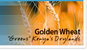 Golden Wheat 'Greens' Kenya's Drylands