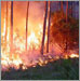 Fire effects and monitoring.