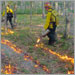 Firefighters in wooded area lay down strips of fire using driptorches.