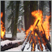 Burning piles in snowy woods.