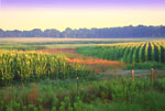 From roadside this field of corn shows sound conservation practices with the grassed waterways (USDA photo by Tim McCabe)