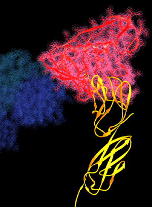 glycoprotein binding