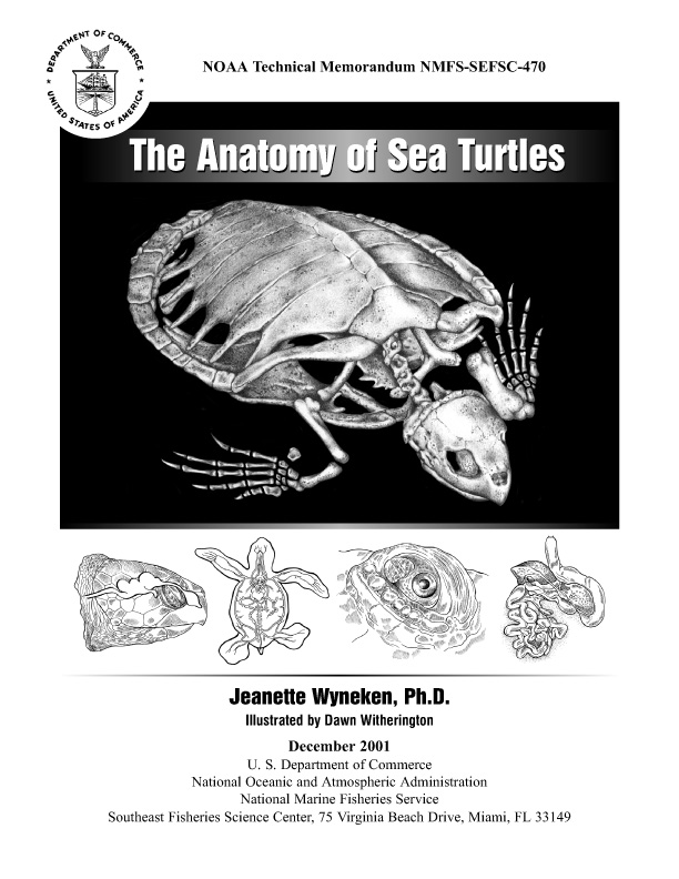 The Anatomy of Sea Turtles