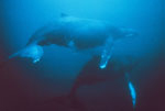 Humpback Whales, Megaptera novaeangliae