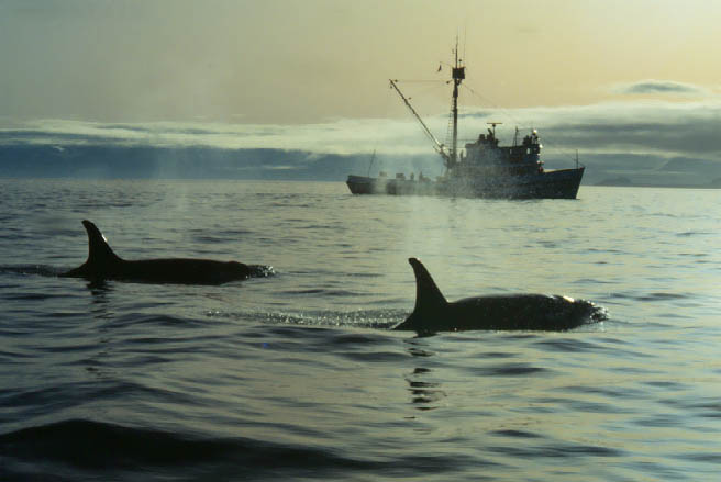 Two orcas swimming near a fishing boat