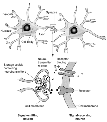 Major Components of a Typical Neuron