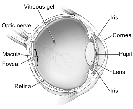Eye diagram showing the macula and fovea (black and white).
