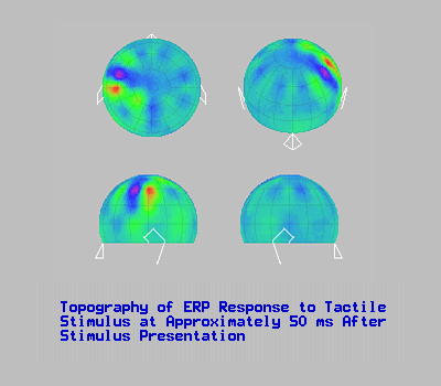 Topography of ERP response to tactile stimulus at approximately 50 ms after stimulus presentation