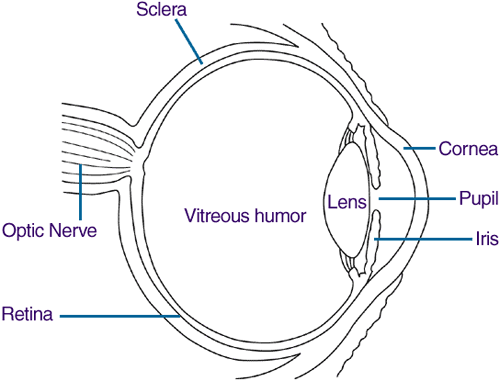 Diagram of the eye, showing the location of the iris, pupil, cornea, lens, vitreous, macula, sclera, optic nerve, and retina.