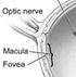 Small sample diagram of the eye (4).