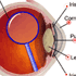 Interactive diagram of the eye (1).