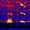 NE Pacific  blue  whale spectrogram